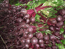 Насіння буряка Ронда F1 (Bejo Zaden), 5 000шт.