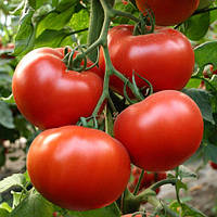 Насіння томату Аламін F1 (Rijk Zwaan), індетермінантний, 100шт.