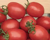 Насіння томату Беніто F1 (Bejo Zaden), детермінантне, 5гг.