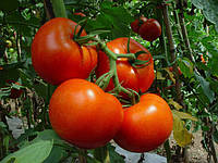 Семена томата Капонет F1 (Syngenta), полудетерминантный, 500 шт.