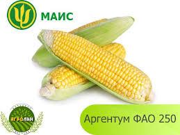 Насіння кукурудзи Аргентум ФАО 250
