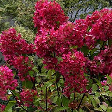 Гортензія волотиста Wim's Red 3 річна, Гортензія волотиста Вимс Ред, Hydrangea paniculata Wim's Red, фото 4