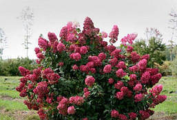 Гортензія волотиста Wim's Red 3 річна, Гортензія волотиста Вимс Ред, Hydrangea paniculata Wim's Red, фото 5