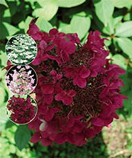 Гортензія волотиста Wim's Red 3 річна, Гортензія волотиста Вимс Ред, Hydrangea paniculata Wim's Red, фото 3