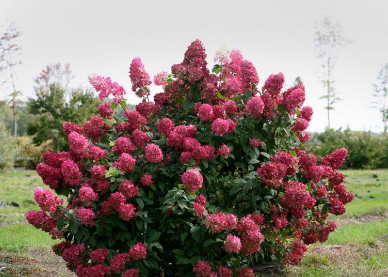 Гортензія волотиста Wim's Red 3 річна, Гортензія волотиста Вимс Ред, Hydrangea paniculata Wim's Red