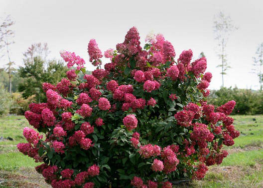 Гортензія волотиста Wim's Red 3 річна, Гортензія волотиста Вимс Ред, Hydrangea paniculata Wim's Red, фото 1