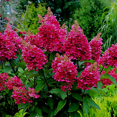 Гортензія волотиста Wim's Red 3 річна, Гортензія волотиста Вимс Ред, Hydrangea paniculata Wim's Red, фото 2