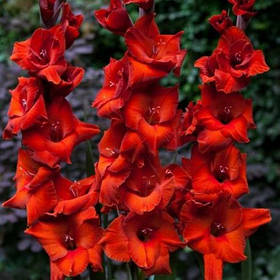 Гладіолус Brown Sugar 10/12