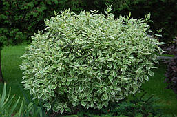Дерен білий Elegantissima 3 річний, Дерен білий Элегантиссима, Cornus alba Elegantissima., фото 6