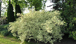 Дерен білий Elegantissima 3 річний, Дерен білий Элегантиссима, Cornus alba Elegantissima., фото 5