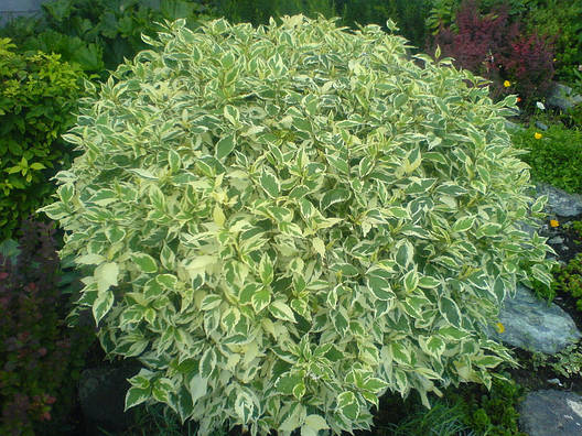 Дерен білий Elegantissima 3 річний, Дерен білий Элегантиссима, Cornus alba Elegantissima., фото 1