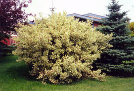 Дерен білий Elegantissima 3 річний, Дерен білий Элегантиссима, Cornus alba Elegantissima., фото 4