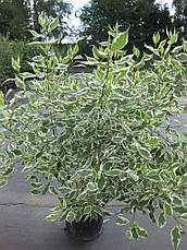 Дерен білий Elegantissima 3 річний, Дерен білий Элегантиссима, Cornus alba Elegantissima., фото 3