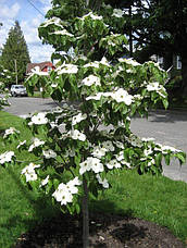 Дерен Коуса 2 річний, Дерен Коуза, Cornus kousa, фото 5