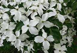 Дерен Коуса 2 річний, Дерен Коуза, Cornus kousa, фото 4