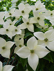Дерен Коуса 2 річний, Дерен Коуза, Cornus kousa, фото 3