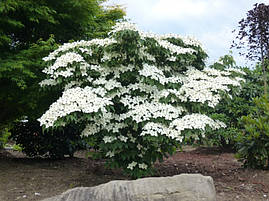 Дерен Коуса 2 річний, Дерен Коуза, Cornus kousa, фото 2