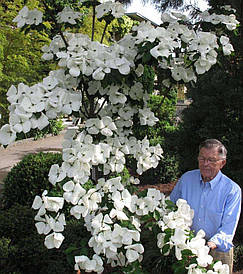 Дерен Коуса 2 річний, Дерен Коуза, Cornus kousa