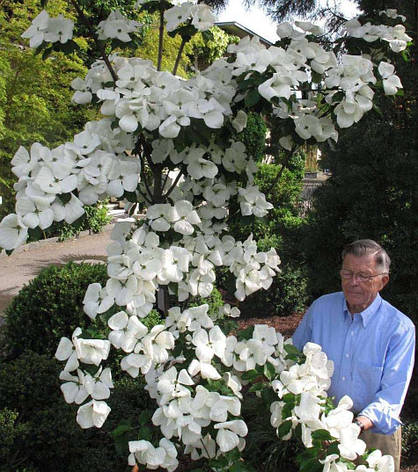Дерен Коуса 2 річний, Дерен Коуза, Cornus kousa, фото 1