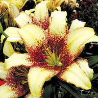 Цибулини ЛІЛІЯ Cecil