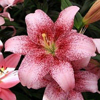 Цибулини ЛІЛІЯ Pink Brush (1 шт.)