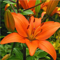 Цибулини ЛІЛІЯ Elite