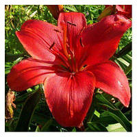 Цибулини ЛІЛІЯ азіатська Prunotto (1 шт.)