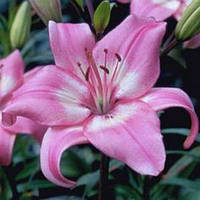 Цибулини ЛІЛІЯ азіатська Vermeer (1 шт.)