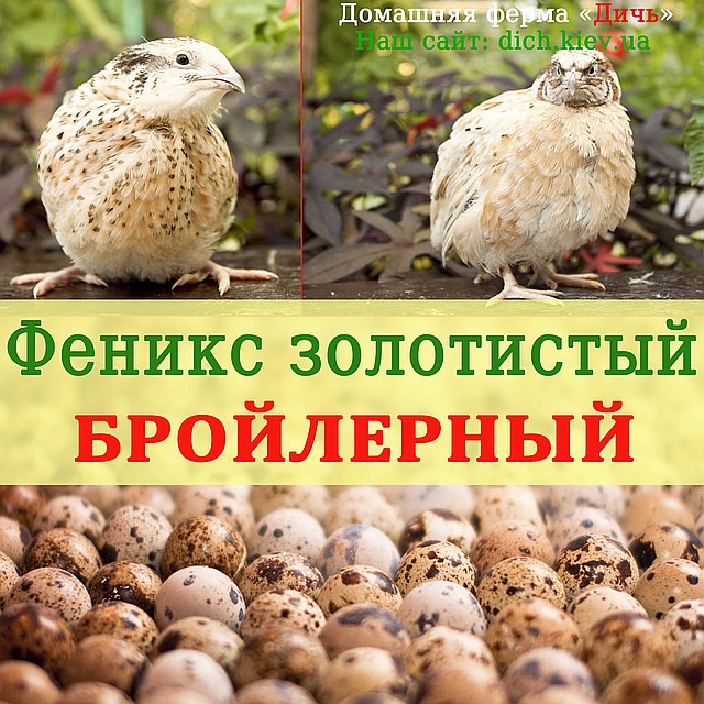 Інкубаційні яйця перепелів Фенікс золотистий