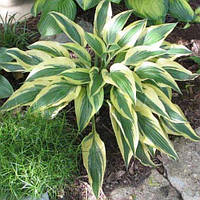 Саженцы ХОСТА Lakeside Dragonfly