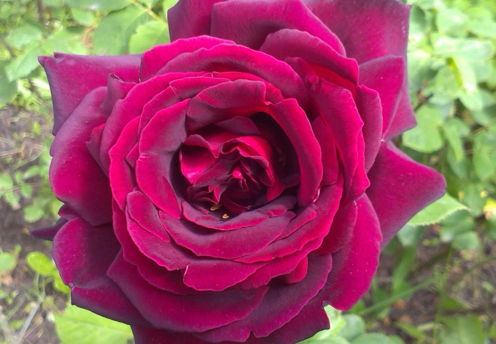 Саджанці троянди Принц, фото 1