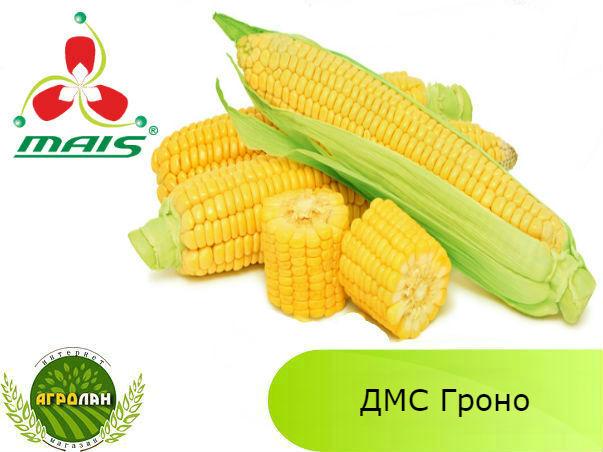 Гібрид ДМС Гроно ФАО 260 насіння кукурудзи МАЇС (Дніпро)