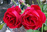 Саджанці троянд Симпаті, фото 2