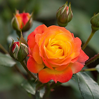 Саджанці бордюрних троянд Румба