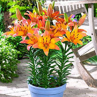 Цибулини ЛІЛІЯ низькоросла горшкова Lady Like