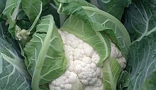 Гохан F1 капуста цвітна серед.пізня 2500нас Syngenta