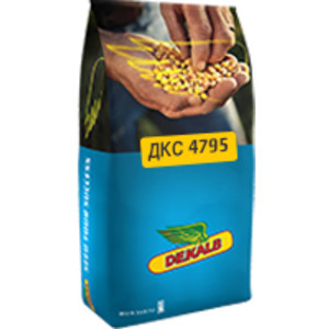 Насіння кукурудзи Монсанто ДКС 4795 (Monsanto DKС 4795) ФАО 380