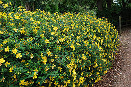 Звіробій кущовий Hidcote 2 річний, Звіробій чагарниковий Хидкот, Hupericum Hidcote, фото 5