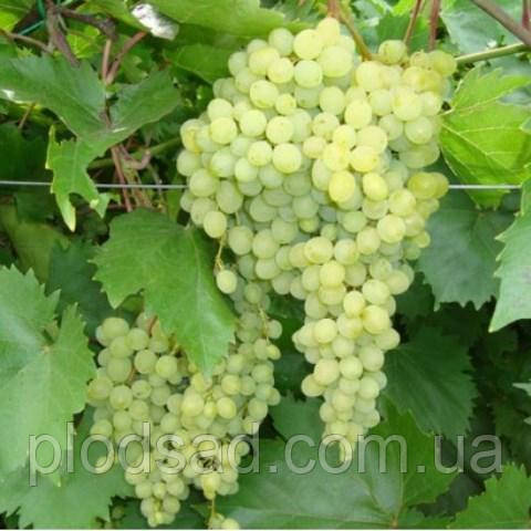 Виноград Матильда