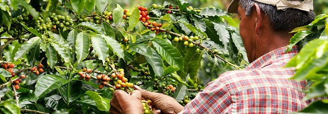 вирощування кави арабіка Колумбія Супремо, замовити в інтернет магазині