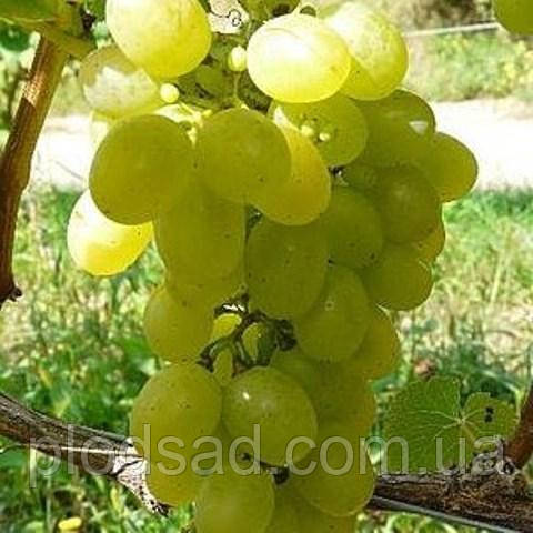 Виноград Монарх