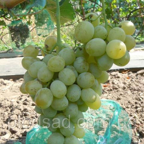 Виноград Емігрант