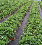 Агроволокно 30 г/м2 у порізанні 1,6х10м, фото 8