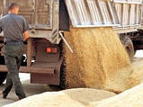 Ціни на фуражну пшеницю в Україні знижуються