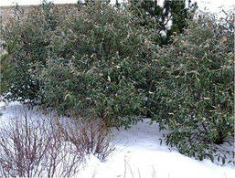 Калина морщинистолистна 2 річна, Калина зморшкуватолиста / Празька, Viburnum rhytidophyllum, фото 5