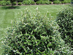 Калина морщинистолистна 2 річна, Калина зморшкуватолиста / Празька, Viburnum rhytidophyllum, фото 4