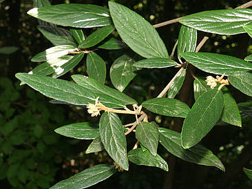 Калина морщинистолистна 2 річна, Калина зморшкуватолиста / Празька, Viburnum rhytidophyllum