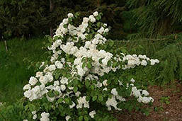 Калина складчаста Popcorn 2 річна, Калина складчаста Попкорн, Viburnum plicatum Popcorn, фото 5