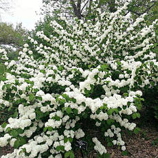 Калина складчаста Popcorn 2 річна, Калина складчаста Попкорн, Viburnum plicatum Popcorn, фото 6