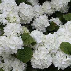 Калина складчаста Popcorn 2 річна, Калина складчаста Попкорн, Viburnum plicatum Popcorn, фото 3